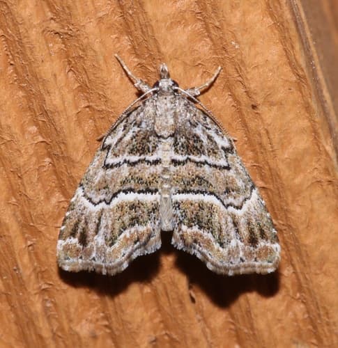 Curve-lined Cutina Moth