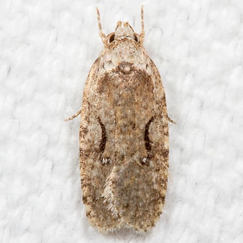 Curved-lined Agonopterix Moth
