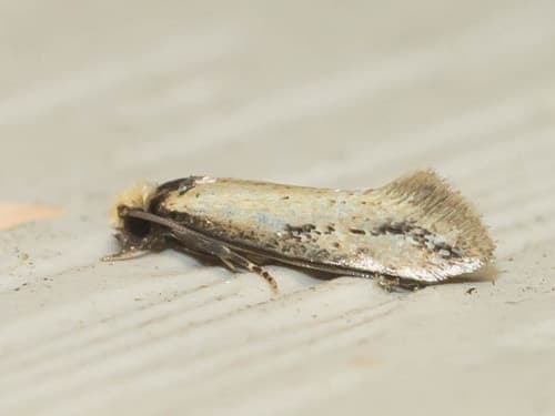 Curved-lined Homostinea Moth