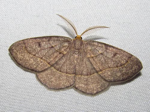 Curved-lined Looper Moth