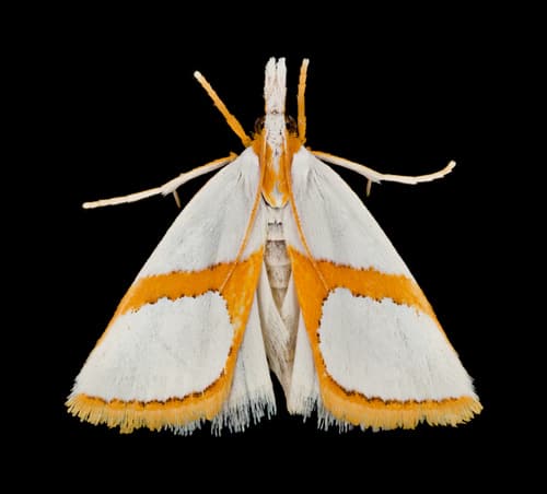 Curved-lined Vaxi Moth