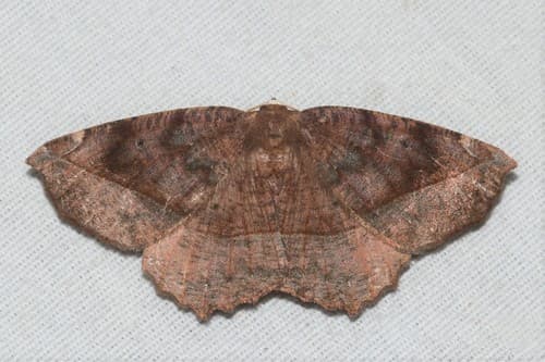 Curved-toothed Geometer Moth