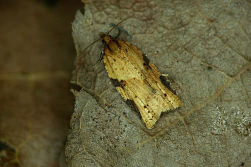 Cyclamen Tortrix