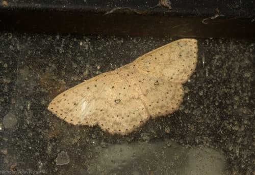Cyclophora turneri