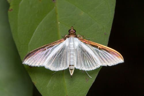 Cydalima laticostalis
