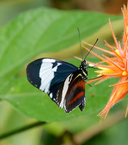 Cydno Longwing