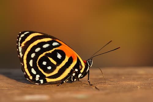 Cynosura eighty-eight