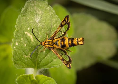 cypress spurge clearwing
