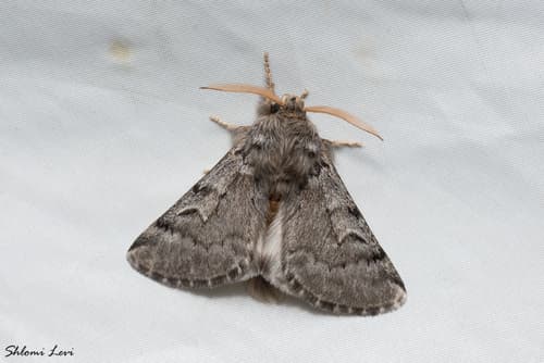Cyprus Processionary Moth