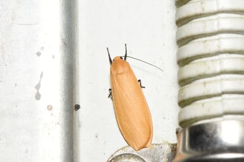 Danielithosia immaculata