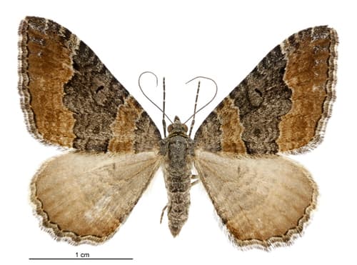 Dark-banded Carpet Moth