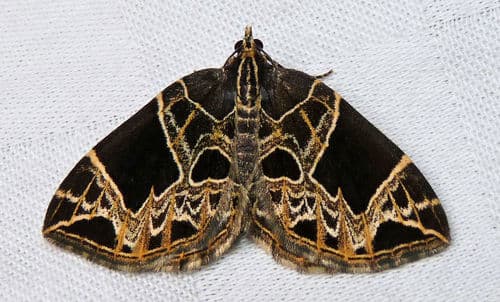 Dark-banded Geometer Moth