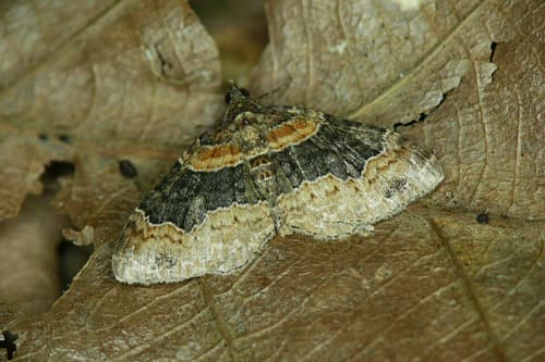 Dark-barred Twin-spot Carpet