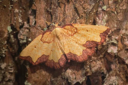 Dark Bordered Beauty