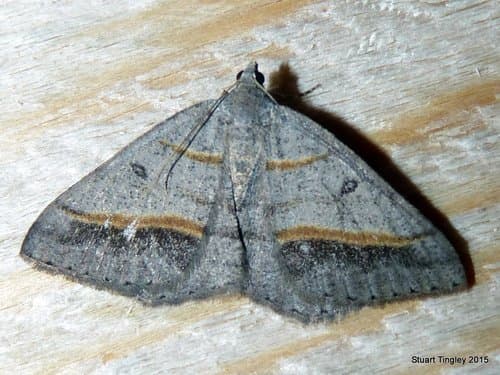 Dark-bordered Granite