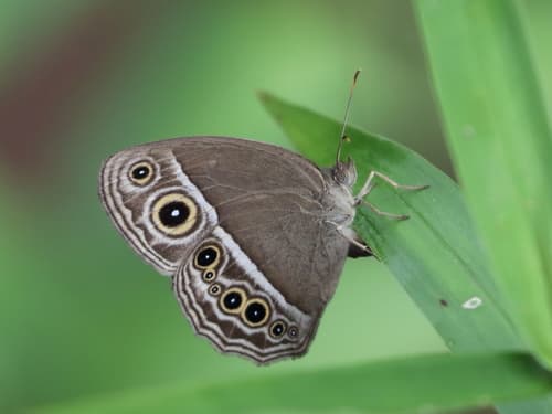 Dark-branded Bushbrown