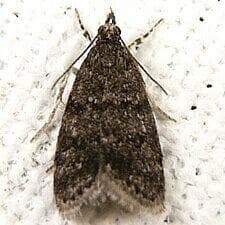 Dark Brown Scoparia Moth