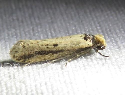 Dark-collared Tinea Moth