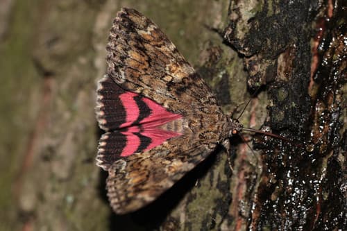 Dark Crimson Underwing