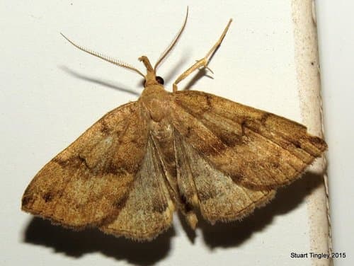 Dark Phalaenostola Moth