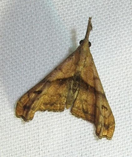 Dark-spotted Palthis Moth