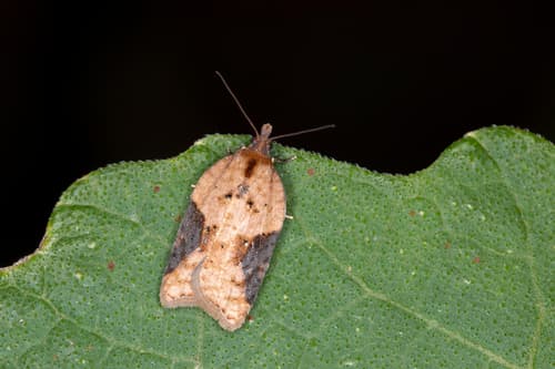 Dark-triangle Button