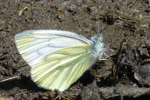 Dark-veined White