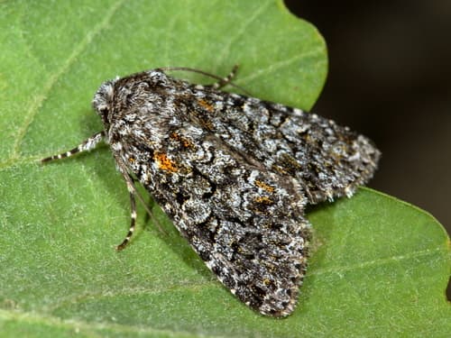 Dark yellow Lychnis moth