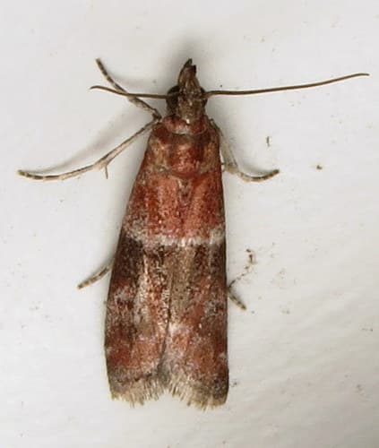 Darker Moodna Moth