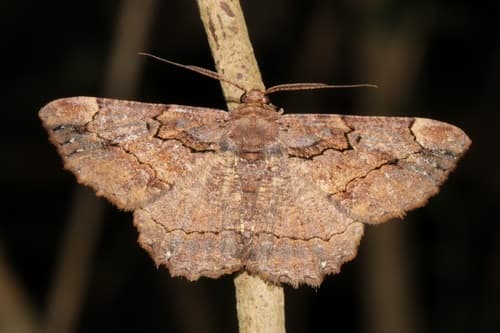 Dasyboarmia subpilosa