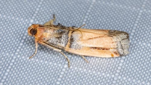 Dasypyga alternosquamella