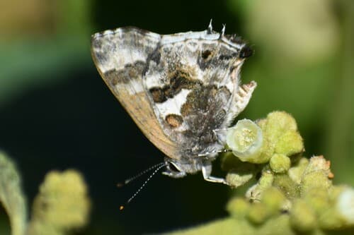 Davara Scrub-Hairstreak