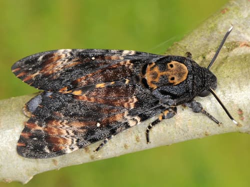 Death's Head Hawkmoth