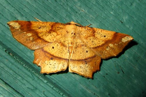 Deep Yellow Euchlaena Moth