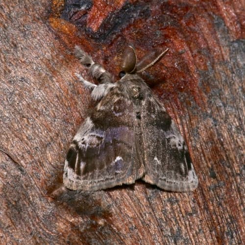 Definite Tussock Moth