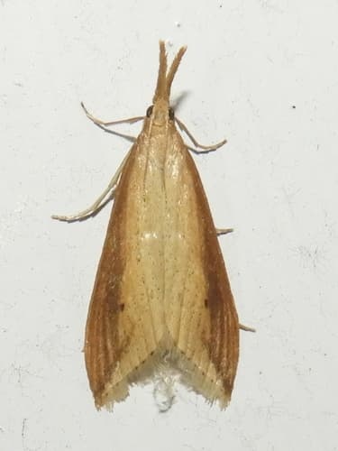 Delightful Donacaula Moth