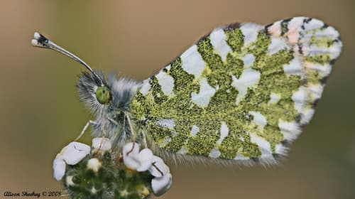 Desert Orangetip