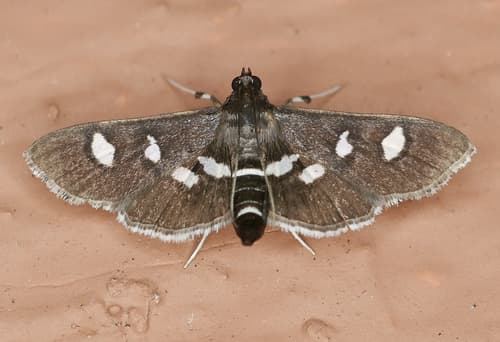 Subdivided Desmia Moth