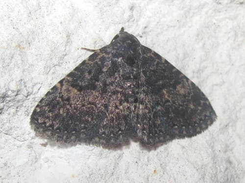 Diabolical Fungus Moth