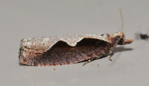 Diamondback Epinotia Moth