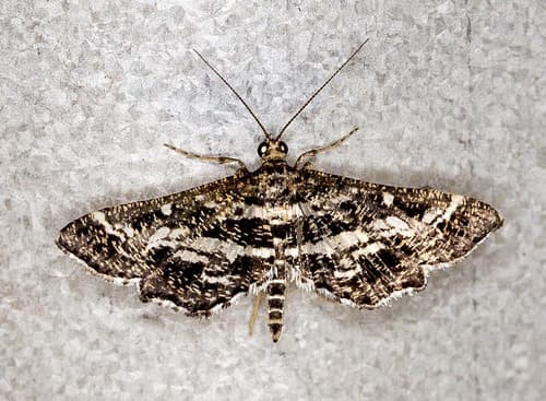 Rambur's Diasemiopsis