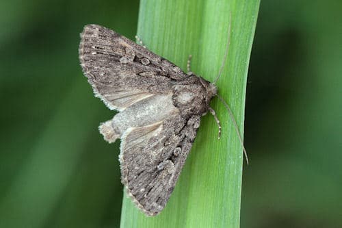 Dichagyris nigrescens