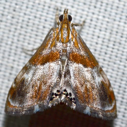 Metallic-banded Moth