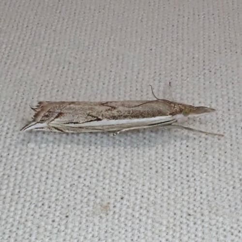 Diminutive Grass-veneer