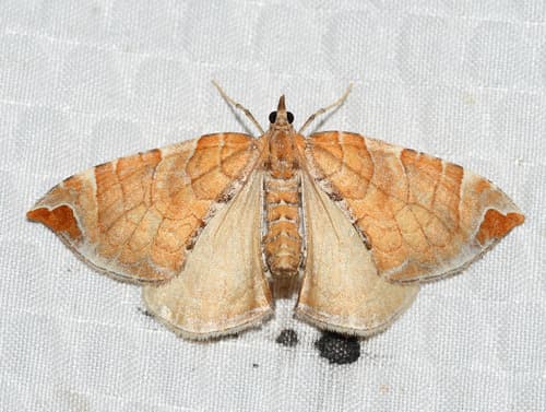 Dimorphic Eulithis Moth