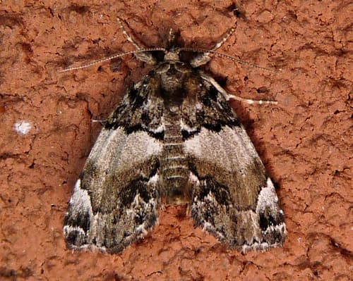 Distinguished Cypress Owlet Moth