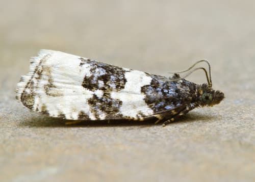 Divided Olethreutes Moth