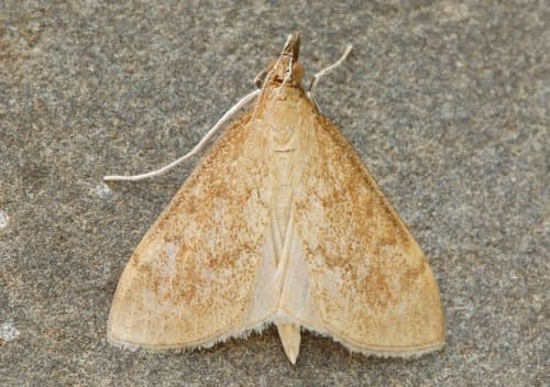Dogbane Saucrobotys Moth