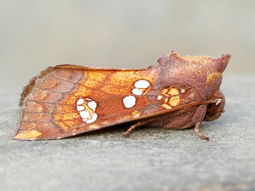 Dogbane Stem Borer Moth