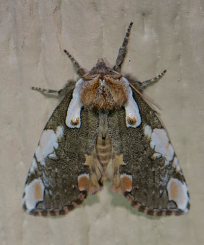 Dogwood Thyatirid Moth
